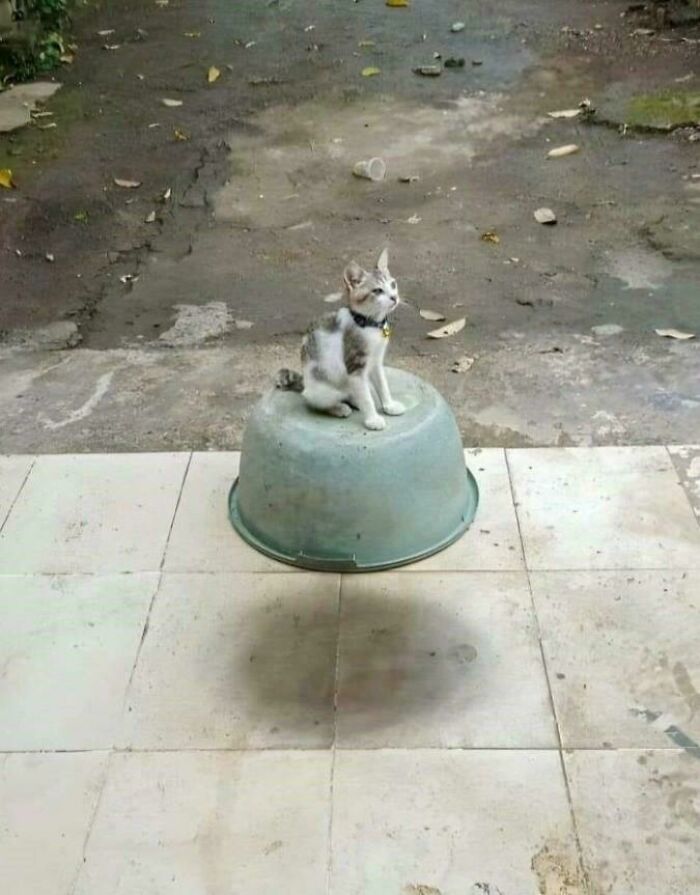 Cat sitting on inverted bowl creating a floating illusion
