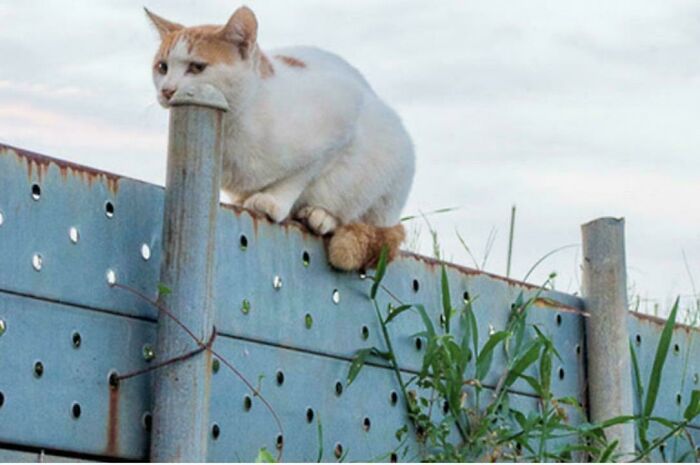 Cat perched on a fence post with its paw and tail creating a visual confusion