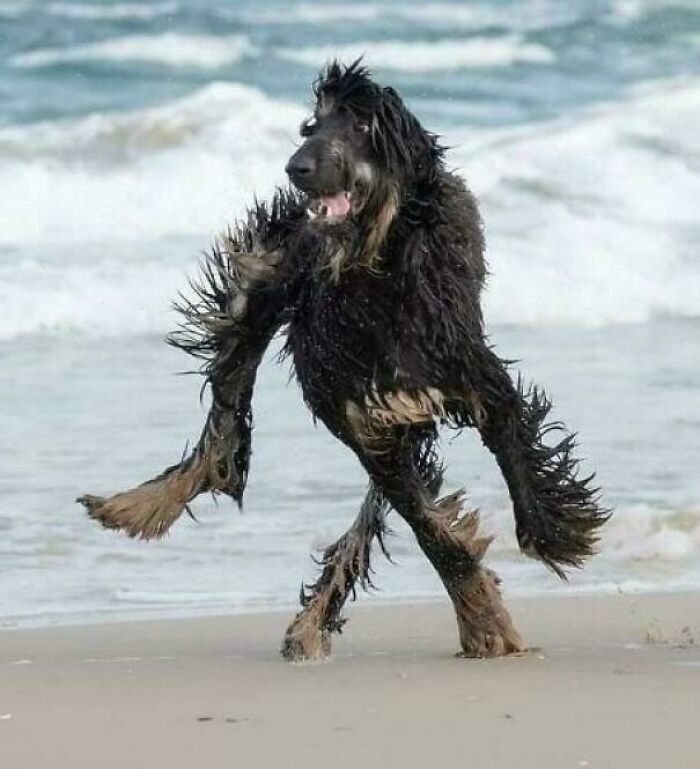 Dog running on beach with wet fur distorting its shape visually