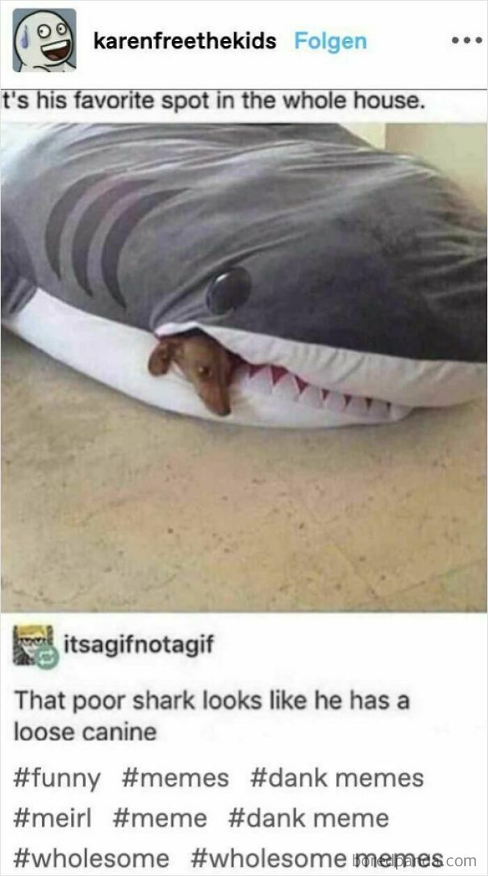 Dog resting inside a shark-shaped pet bed with sarcasm humor