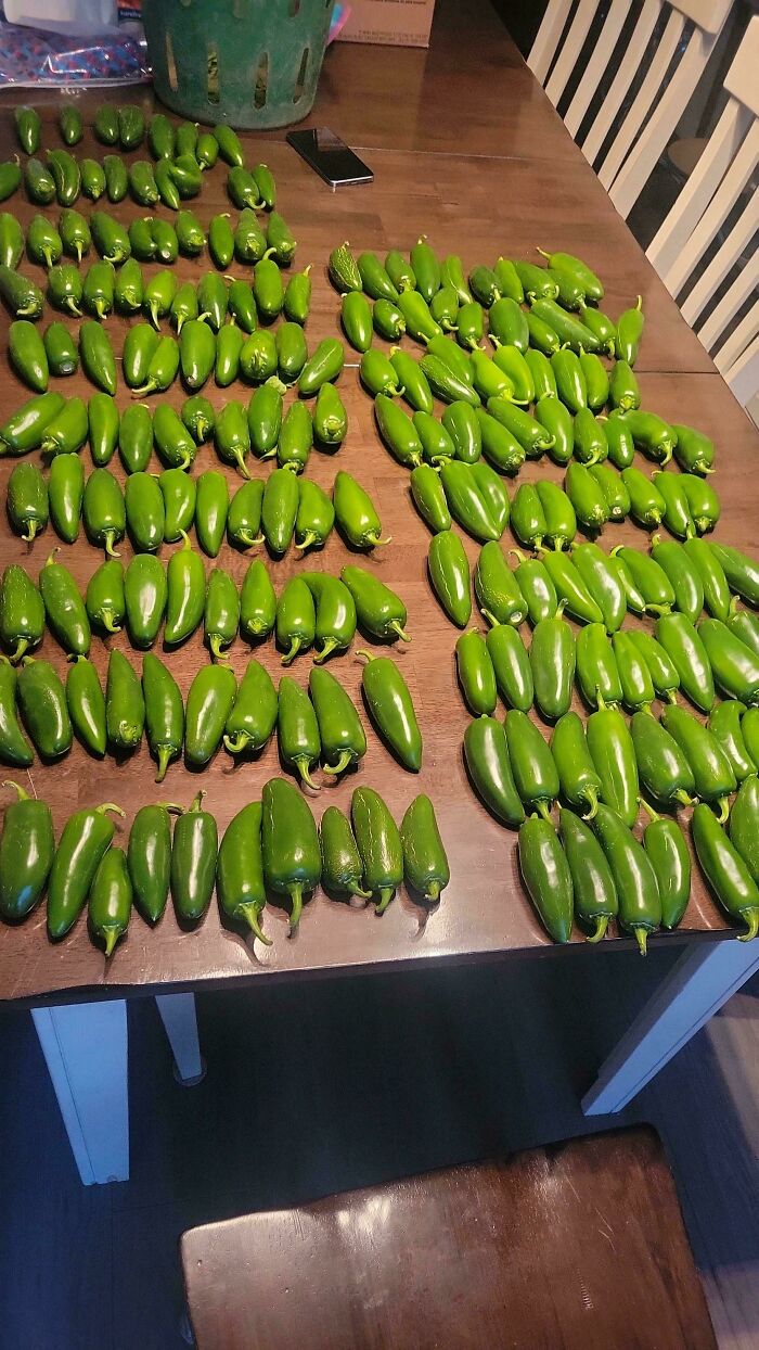 A massive harvest of green jalapeño peppers laid out on a table