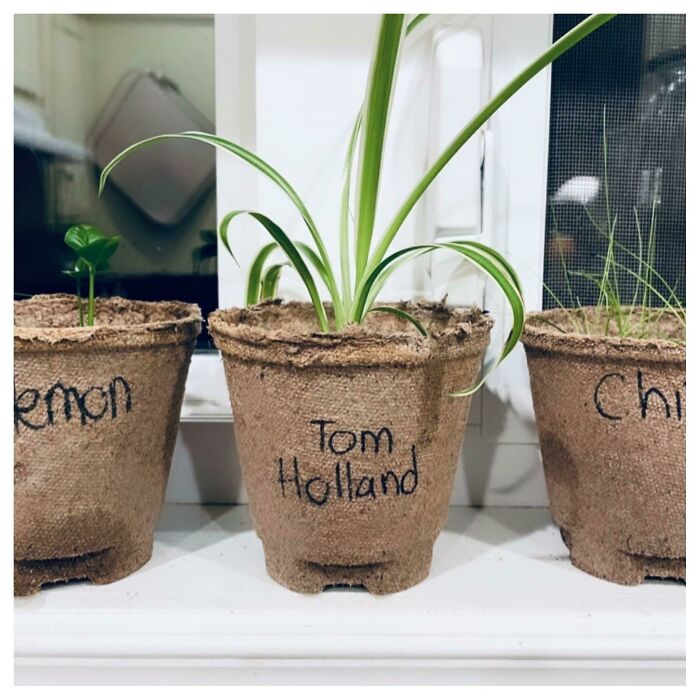 Potted plants labeled Lemon, Tom Holland, and Chives on a windowsill, showcasing cute things wives do