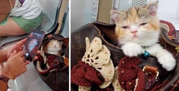 40 Adorable Animal Pics For Anyone Who Needs A Little Break From The Stress Of Everyday Life