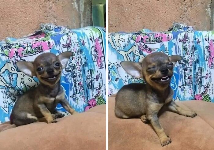 40 Adorable Animal Pics For Anyone Who Needs A Little Break From The Stress Of Everyday Life