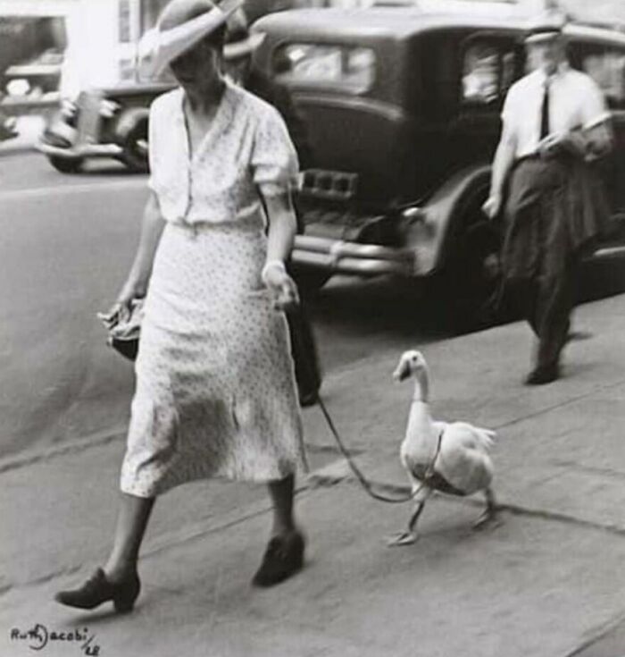 A woman walks a goose on a leash in a city street, an old photo of animals
