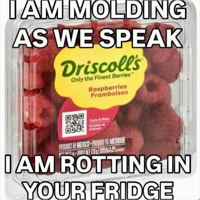 Humorous meme featuring Driscoll's raspberries stating they are molding in your fridge, part of ridiculous memes.