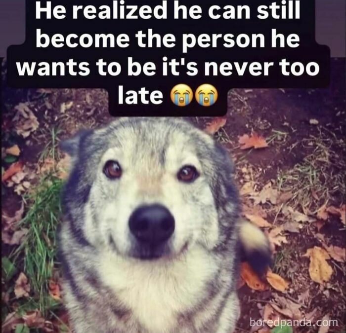 A wolfdog looking directly into the camera with a caption about finding oneself, representing hilarious memes.
