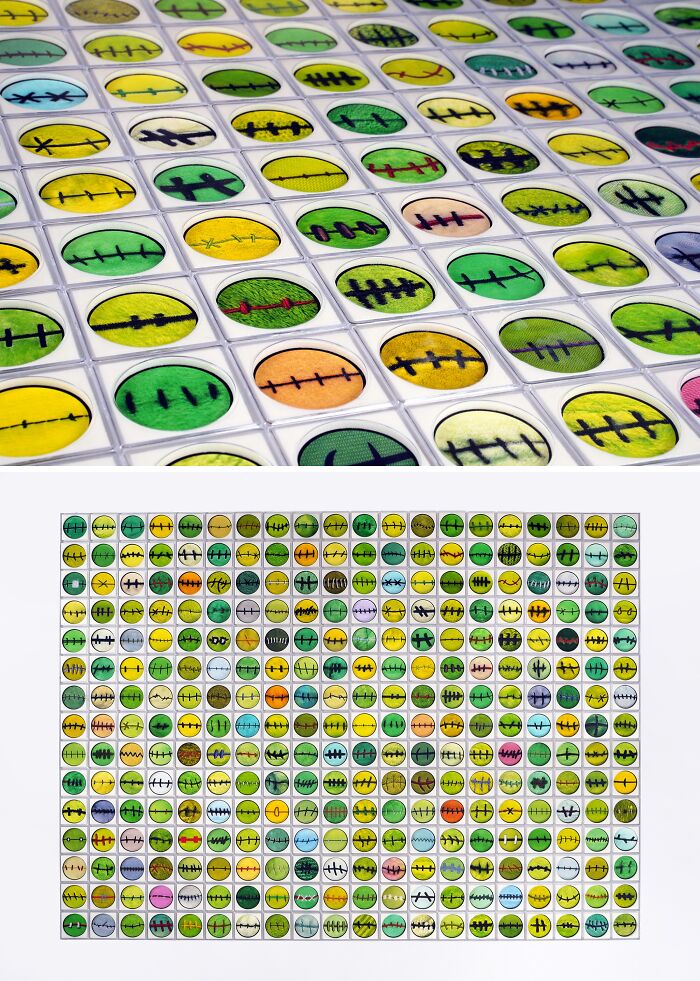 Rows of specimen slides showing unusual sculptures resembling stitched cellular structures in green and yellow