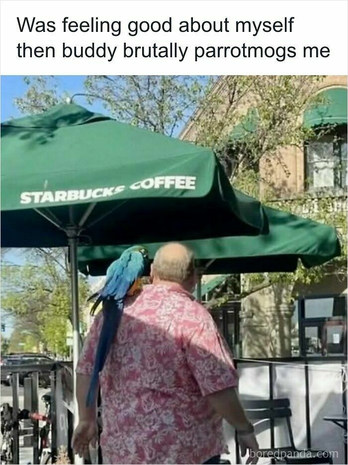 A hilarious meme showing a man in a pink floral shirt with a blue parrot on his shoulder at Starbucks.