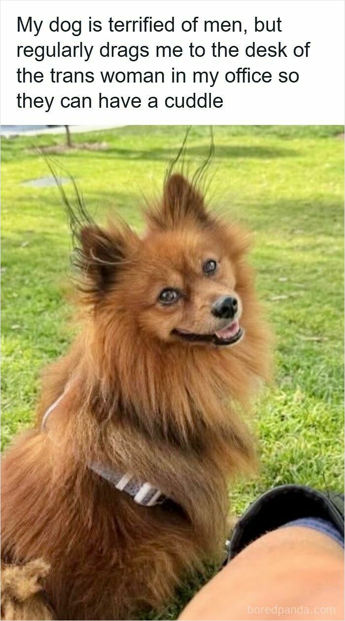 A fluffy brown dog in a park posing for funny ridiculous memes with text about its office visits