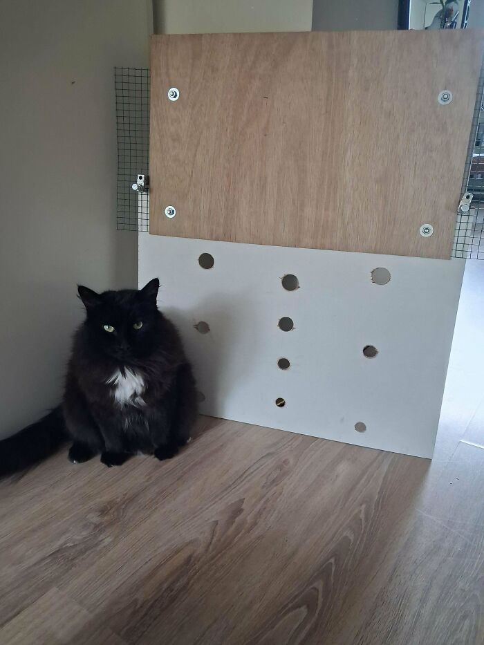 A black cat sits next to a handmade wooden pet barrier in a questionable DIY project.