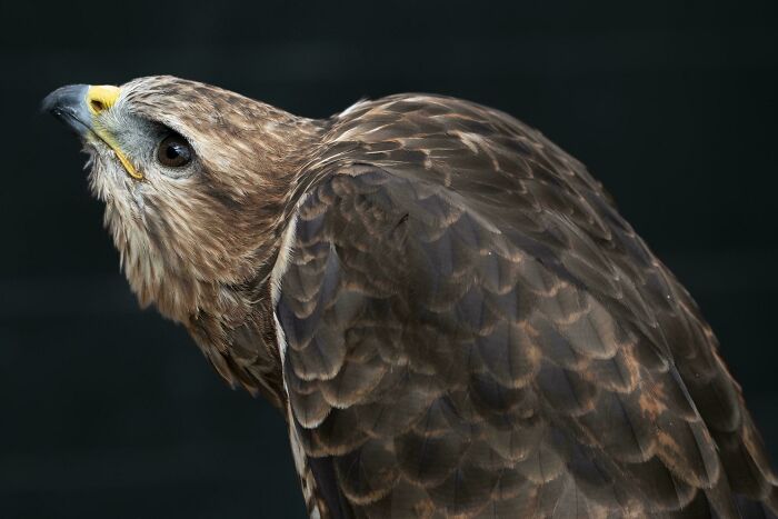 Common Buzzard-Buteo Buteo