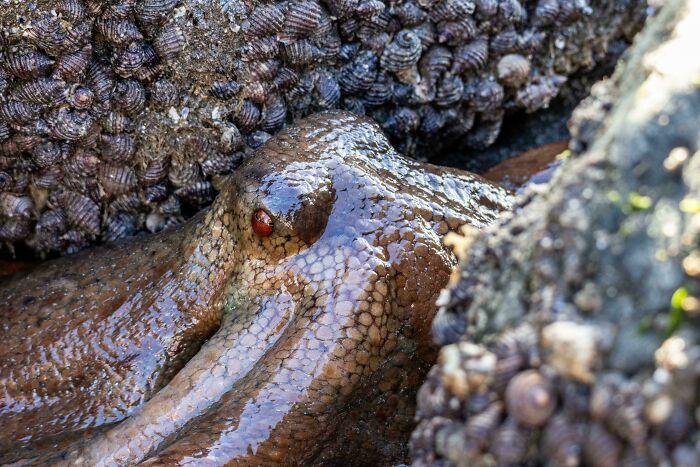 A New Zealand Octopus Giving Me The Eye