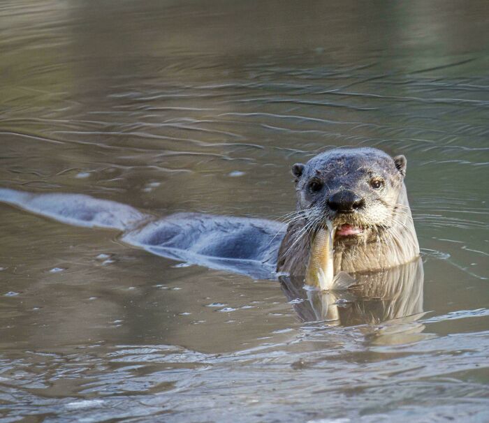 North American River Otter (Lontra Canadensis) With A Fresh Fish Catch