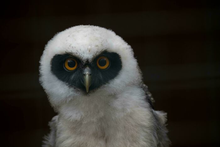 Spectacled Owl