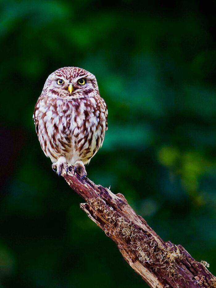 Little Owl, Sarrat, Hertfordshire