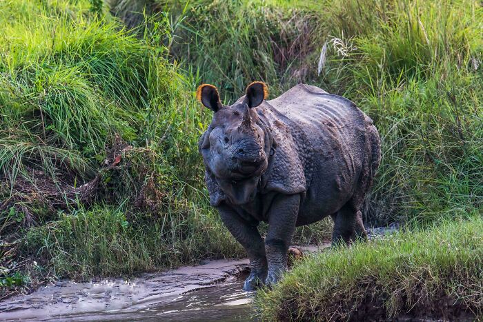 One-Horned Rhinoceros In Chitwan National Park, Nepal