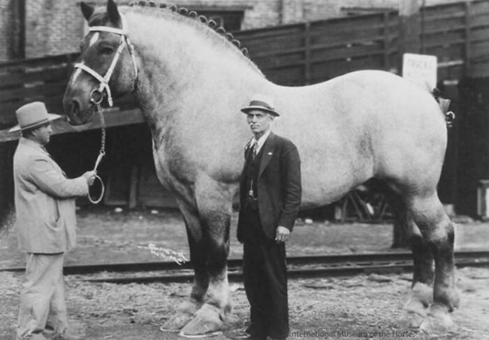 Brooklyn Supreme - One Of The Biggest Horses In History, 1930. He Was 6‘ 6” And 3200 Pounds