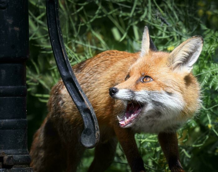 Fox