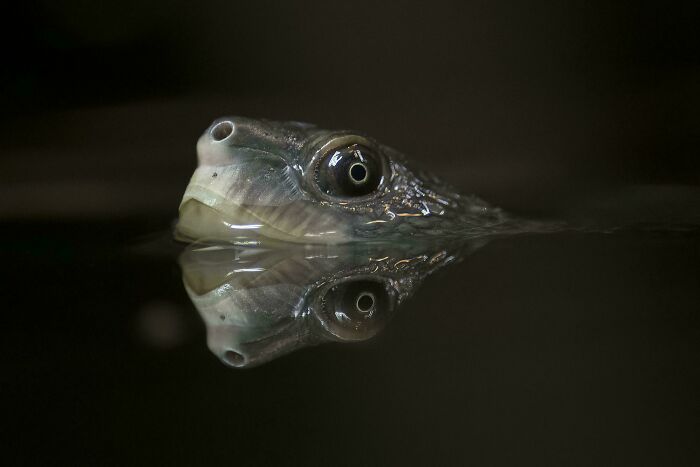 Matt River Turtle
