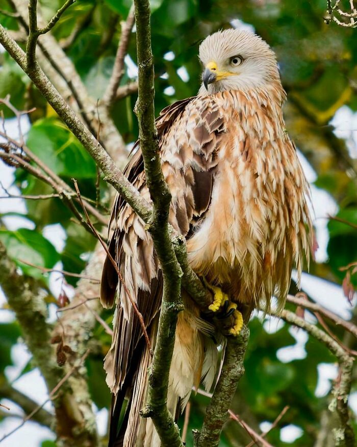 Red Kite