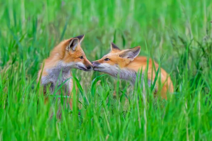 Foxes Of Montana Summer