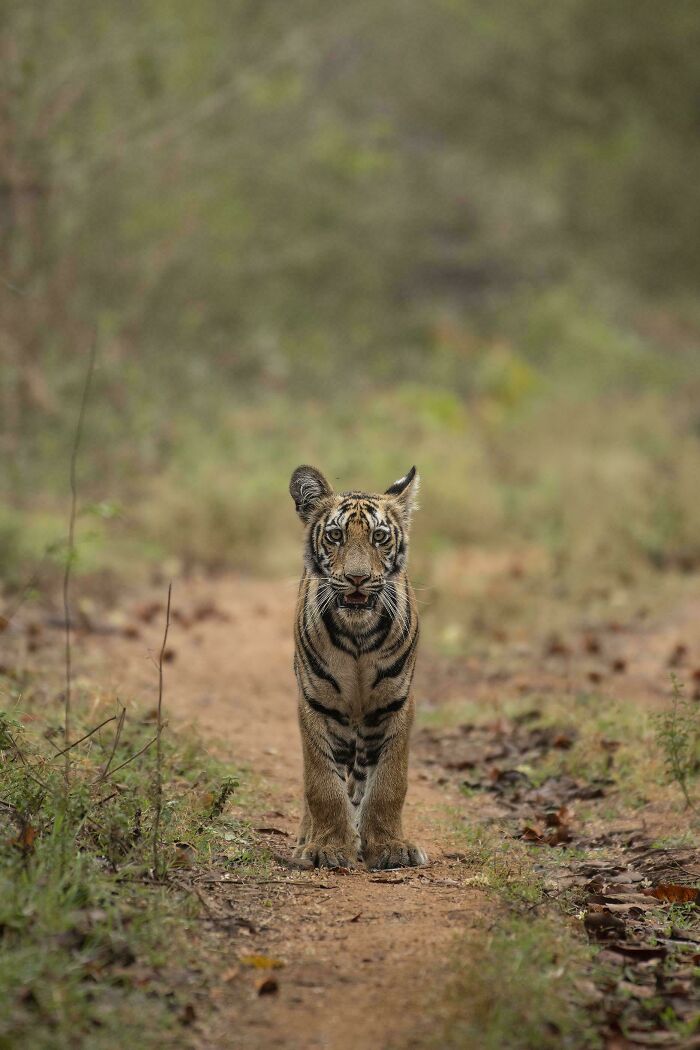 Would You Dare? Royal Bengal Tiger From Maharashtra - India
