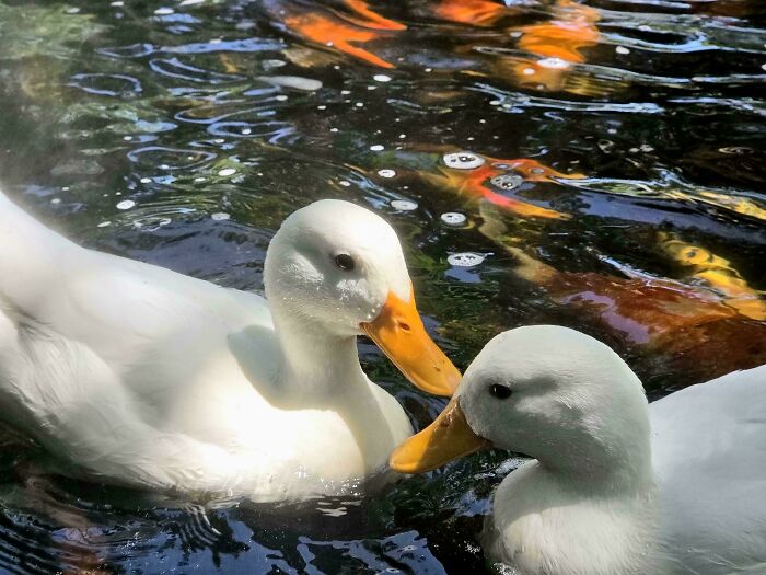 Ducks In Thailand