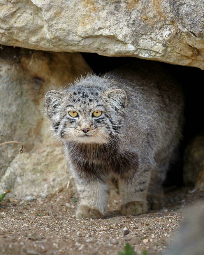 Pallas Cat Emerging From His Den