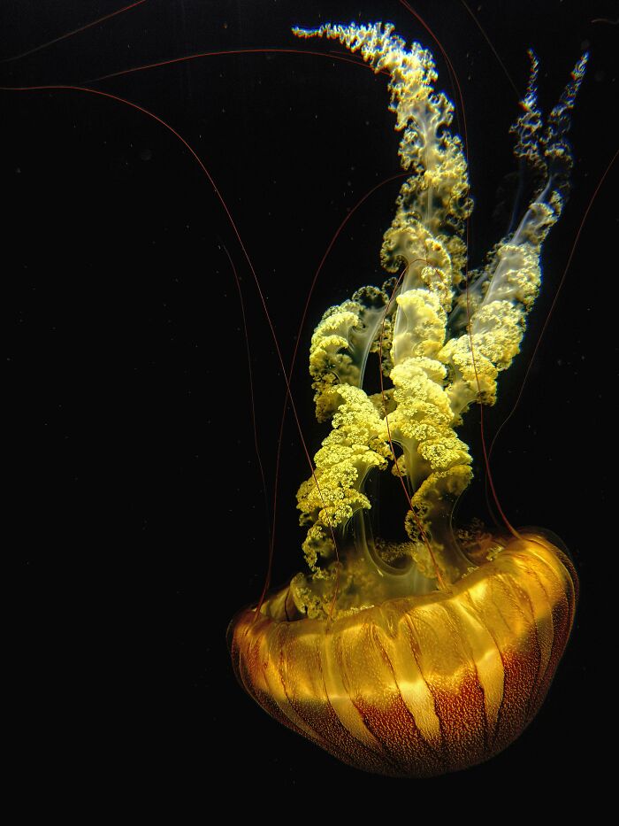 Pacific Sea Nettle