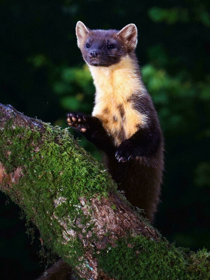 Pine Marten, Kinlochleven, Scotland