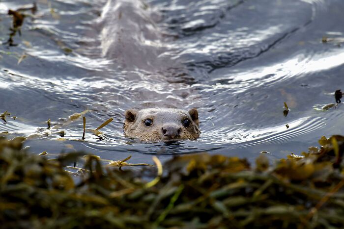 Otter Coming Ashore. Bonawe, Argyll