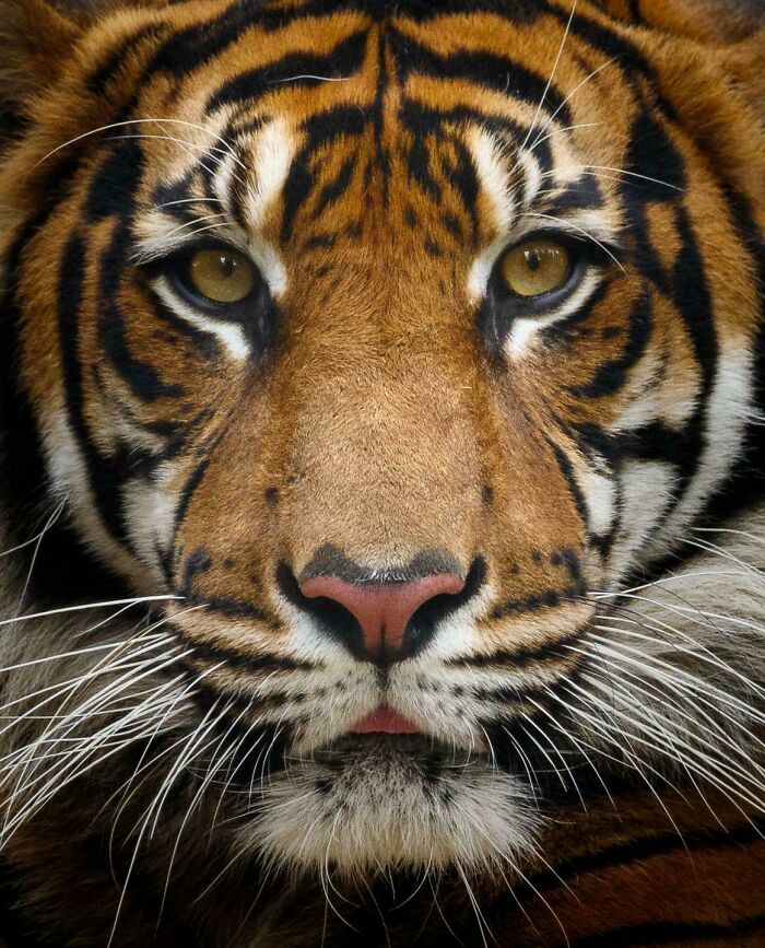 Raja The Male Sumatran Tiger