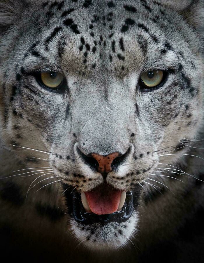 Snow Leopard Portrait