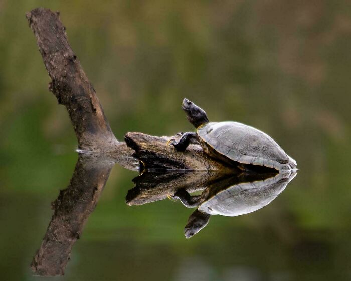 Western Painted Turtle (Chrysemys Picta Bellii)