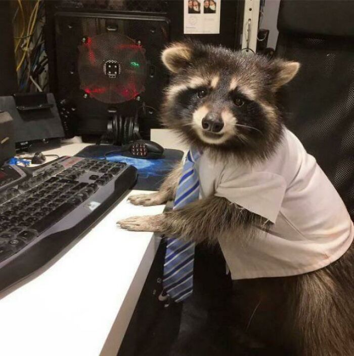 An adorable raccoon wearing a white shirt and striped blue tie sitting in front of a computer