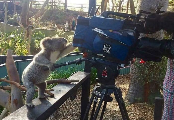 A koala checking a video camera on set, showcasing adorable animals in the workforce