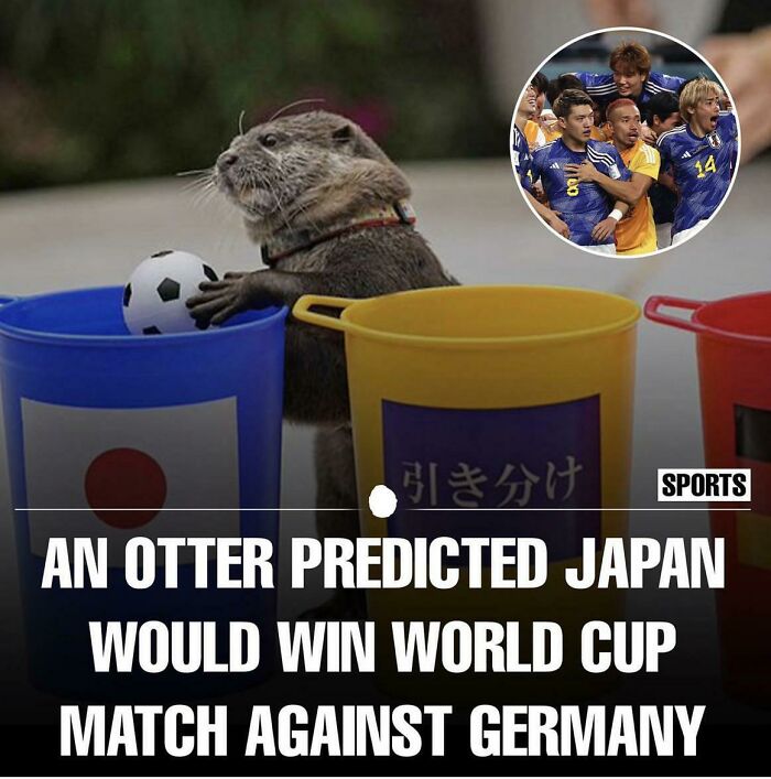 An otter playing with a soccer ball, showing how adorable animals can have predictive skills