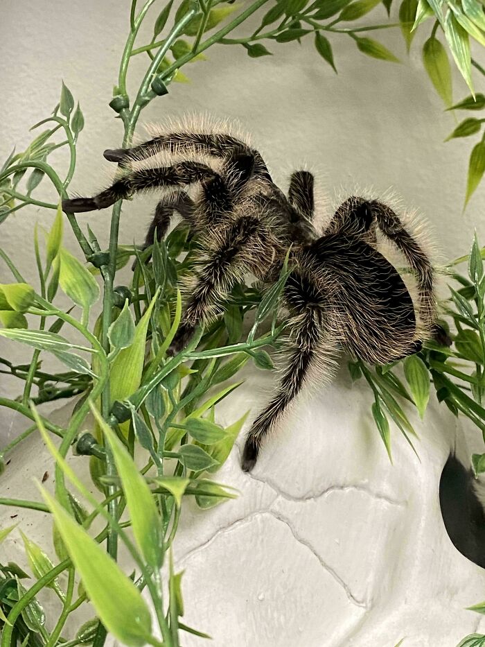 A fluffy tarantula perched on green leaves, one of many unique animals on the payroll.