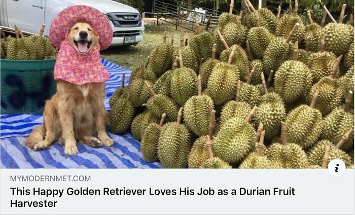 Adorable golden retriever dog wearing a hat, working on the payroll as a durian harvester.