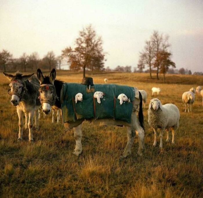 Cute donkey carrying small lambs in pockets on the payroll.