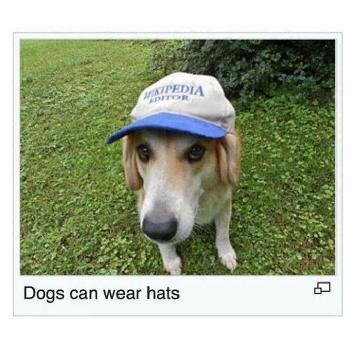 An adorable dog wearing a Wikipedia Editor hat, showing animals on the payroll.
