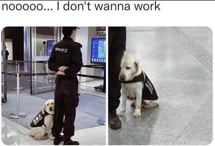 An adorable security dog looking sad next to a guard, wishing they were not on the payroll