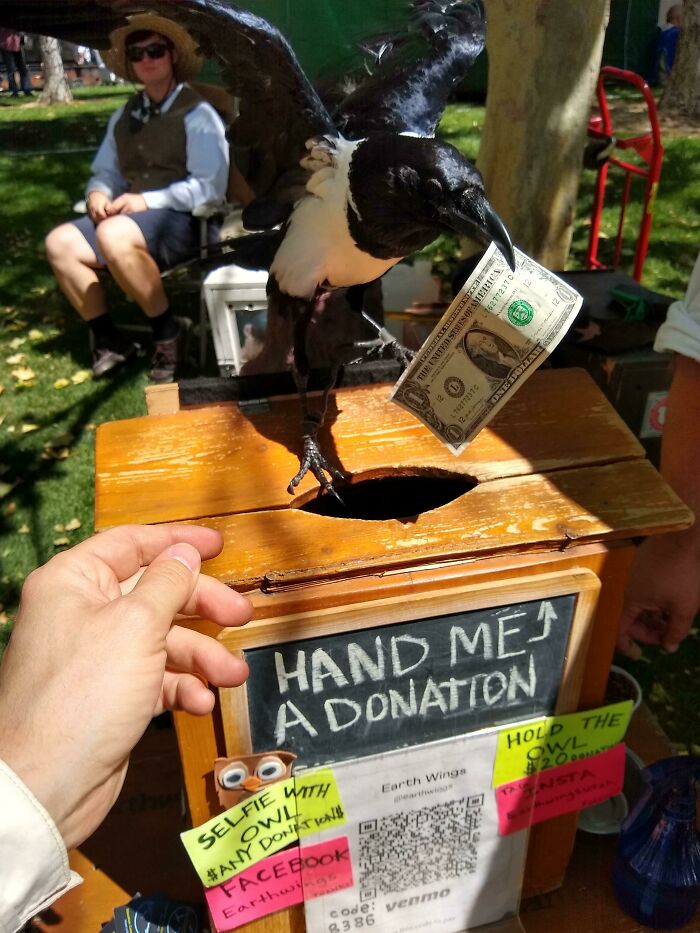 A black and white magpie bird on the payroll collecting a dollar bill donation