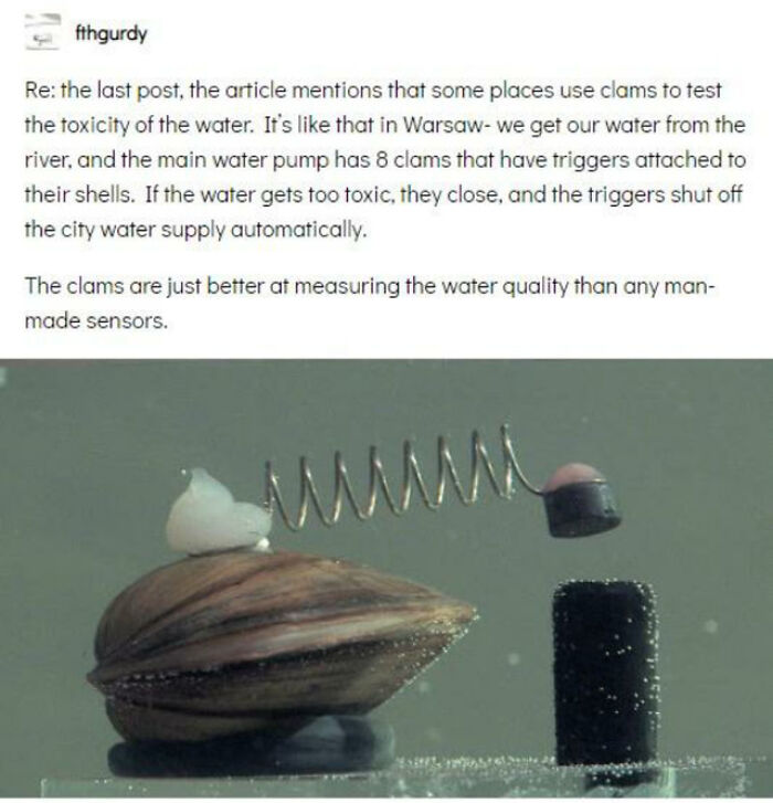 A clam in water with a metal spring trigger attached, displaying adorable animals serving as water monitors
