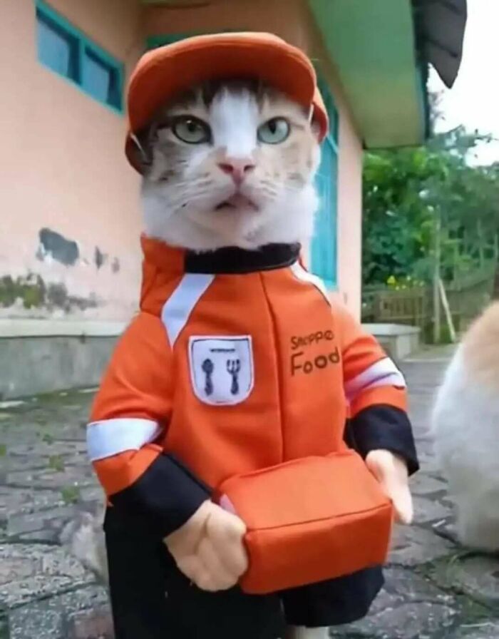 Cute cat dressed as a food delivery worker in an orange uniform, one of many adorable animals.