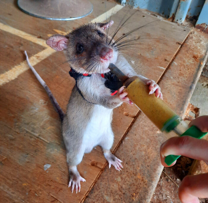 A brave little rat on the payroll standing on two legs while being fed from a syringe