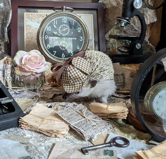 An adorable pet hedgehog wearing a tiny Sherlock hat surrounded by vintage detective props
