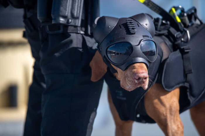 A tactical police dog wearing high-tech protective gear, working as one of the dedicated animals on the payroll