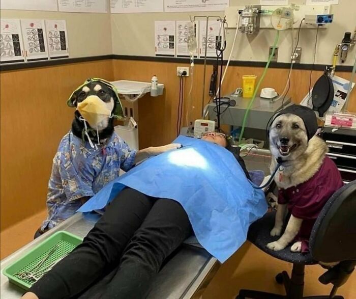 Two adorable medical dogs dressed in scrubs assisting a patient in a hospital bed